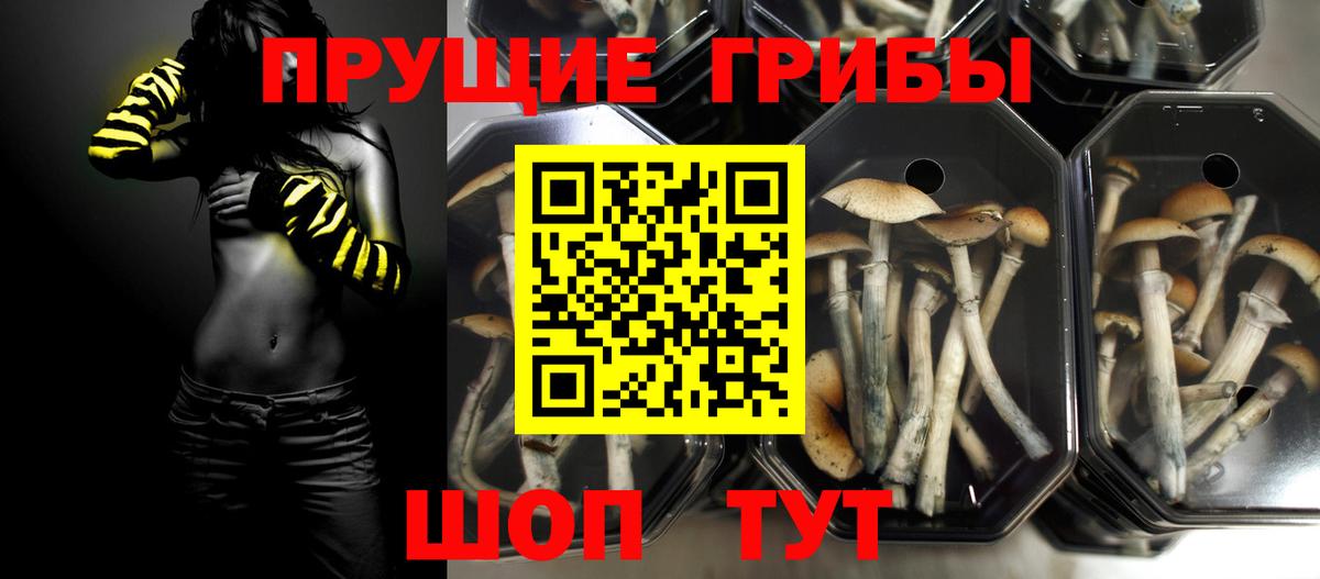 Галлюциногенные грибы мицелий  Вход с VPN  Нововоронеж  Галлюциногенные грибы Cubensis 